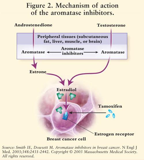 Inibidores da Aromatase