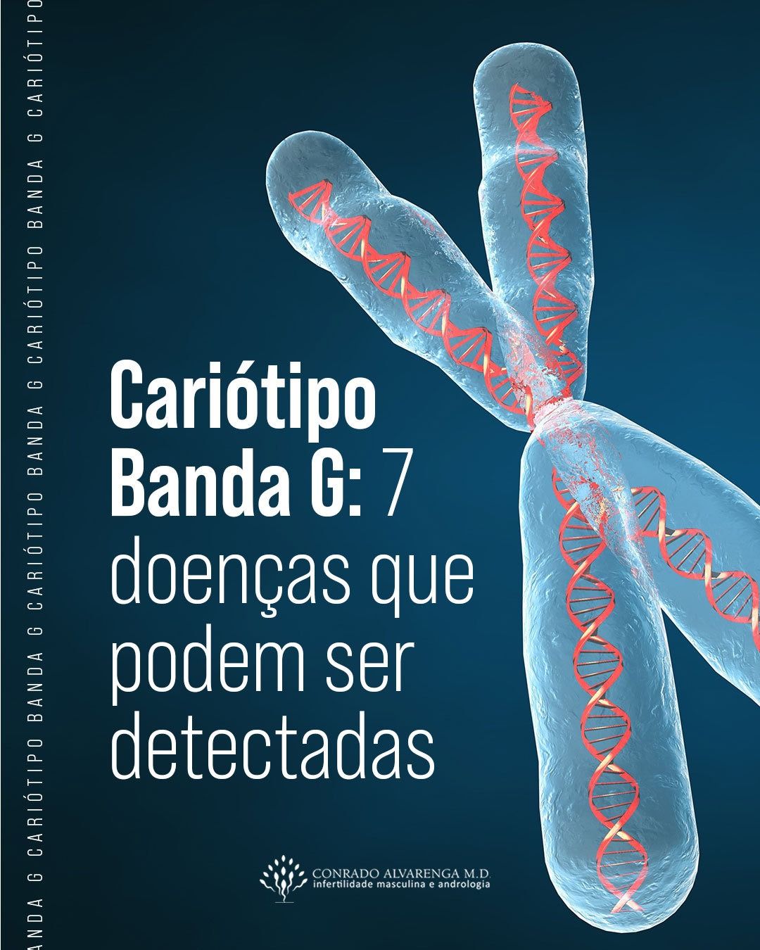 Cariótipo Banda G